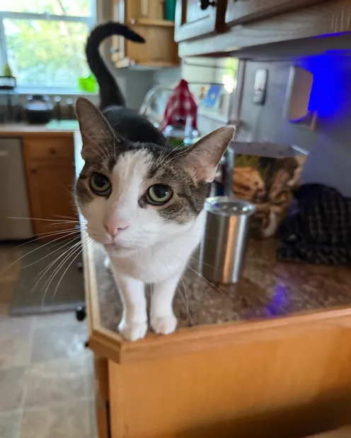 Bernie the Cat