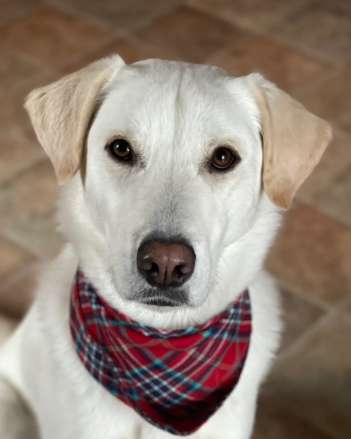 Hank the Dog